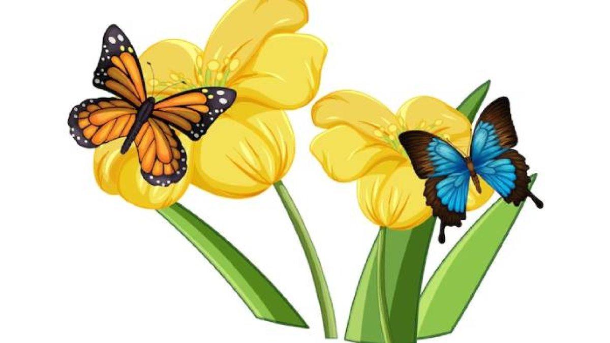 Ilustrasi penyerbukan bunga oleh kupu-kupu