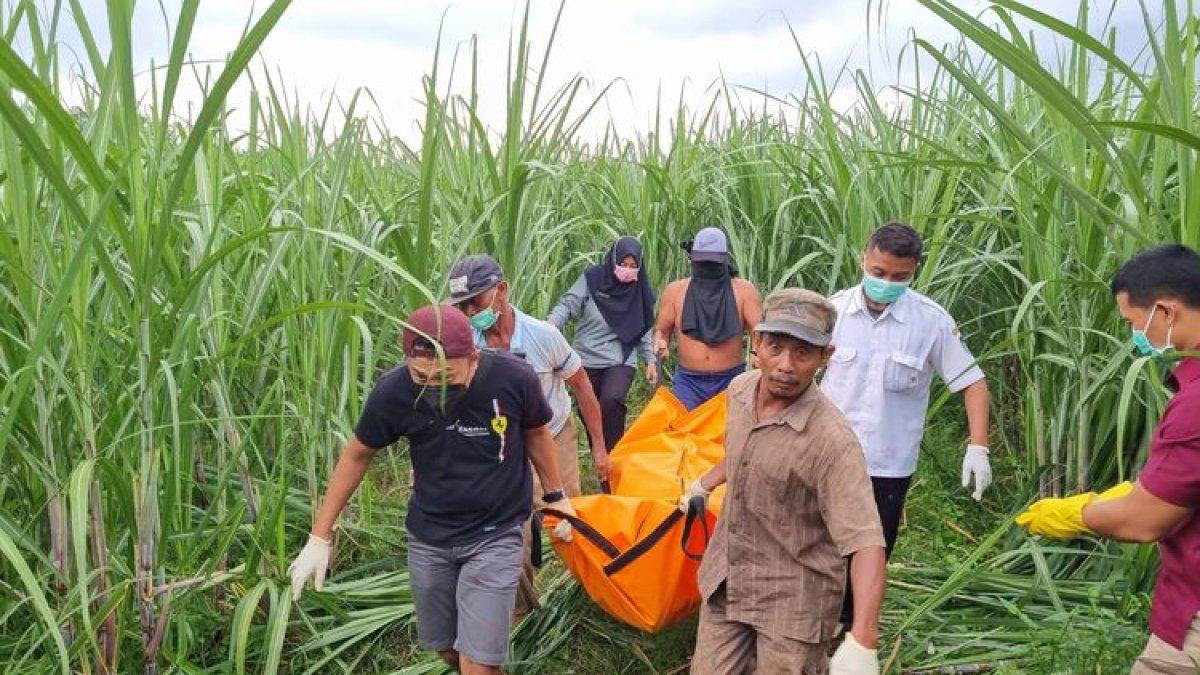 Ilustrasi petugas dibantu warga menggotong kantong jenazah berisi mayat di ladang tebu.