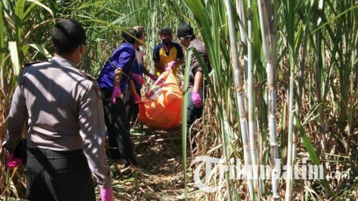 Ilustrasi petugas saat mengevakuasi jenazah pria yang ditemukan tergeletak di kebun tebu.
