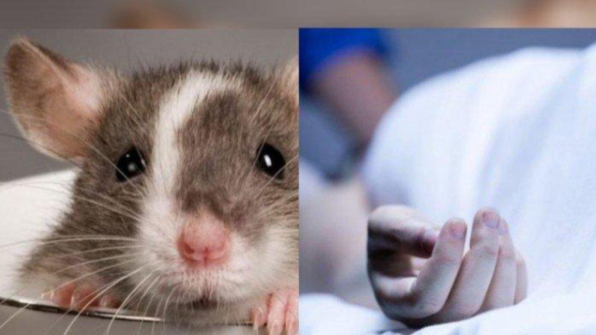 Ilustrasi tikus dan korban meninggal