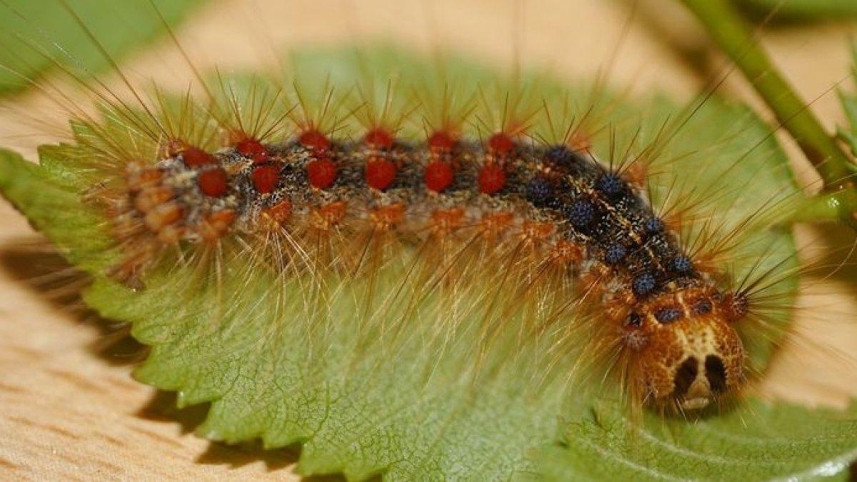 Ilustrasi ulat bulu (Lymantriidae)