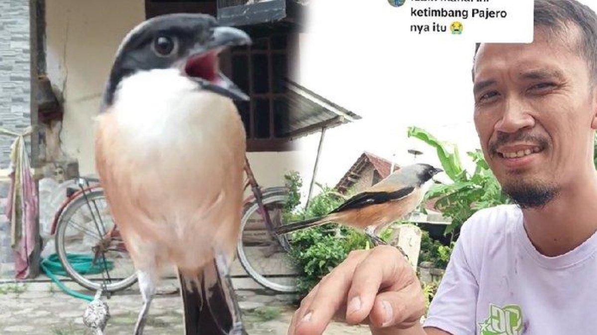 Inilah burung Cendet seharga Rp1,2 miliar yang tidak akan dijual pemilik kepada siapapun kecuali Irfan Hakim