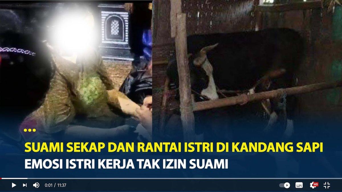 Istri pulang dari merantau malah disekap suami di kandang sapi.