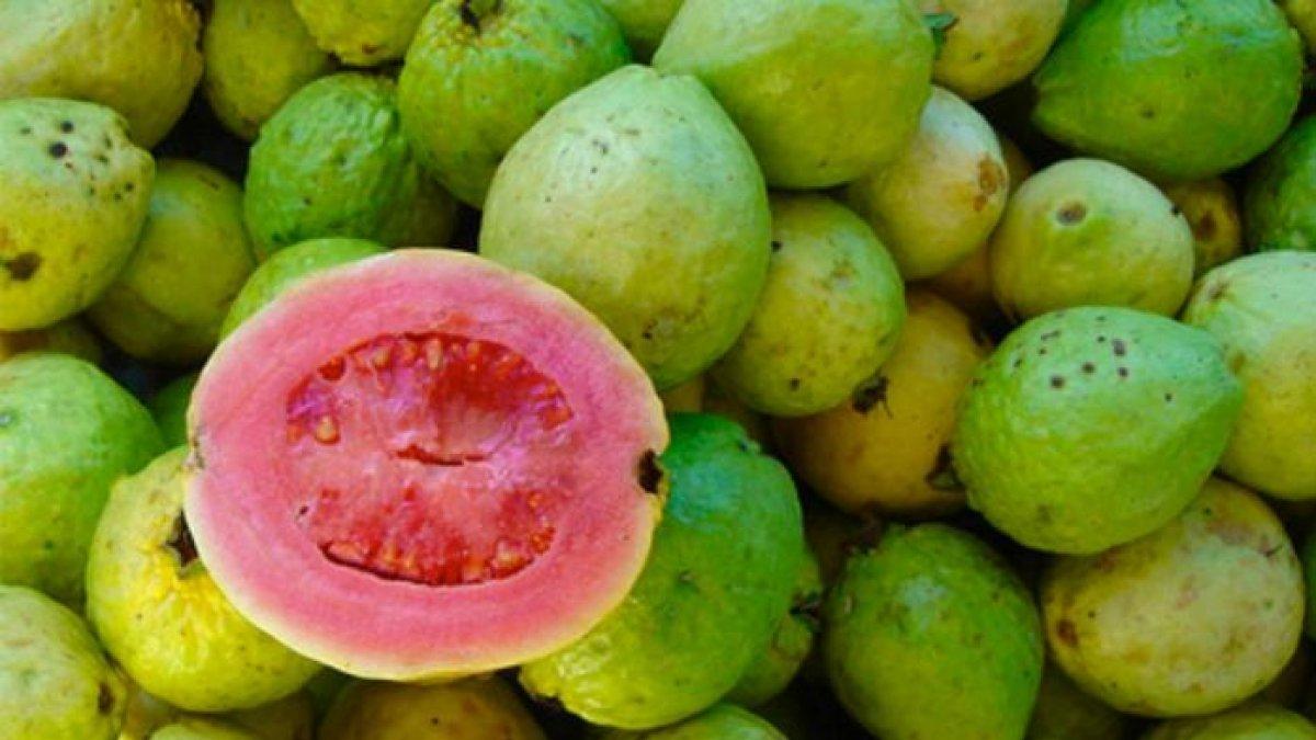 Jambu biji untuk obat DBD