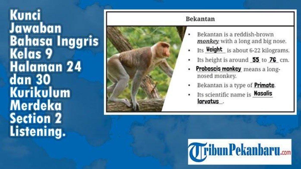 Jawaban terbaik dari Bahasa Inggris Kelas 9 halaman 30 Kurikulum Merdeka yang di dalamnya memuat sesi listening tentang 'Bekantan'.