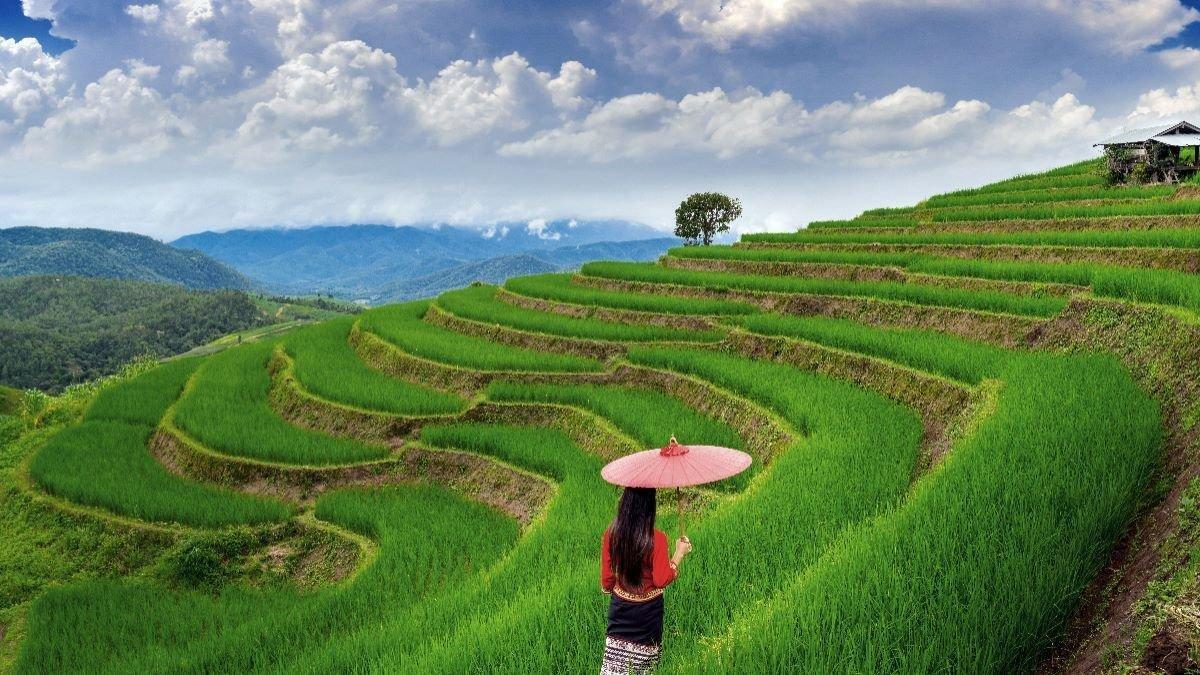 ILUSTRASI SAWAH