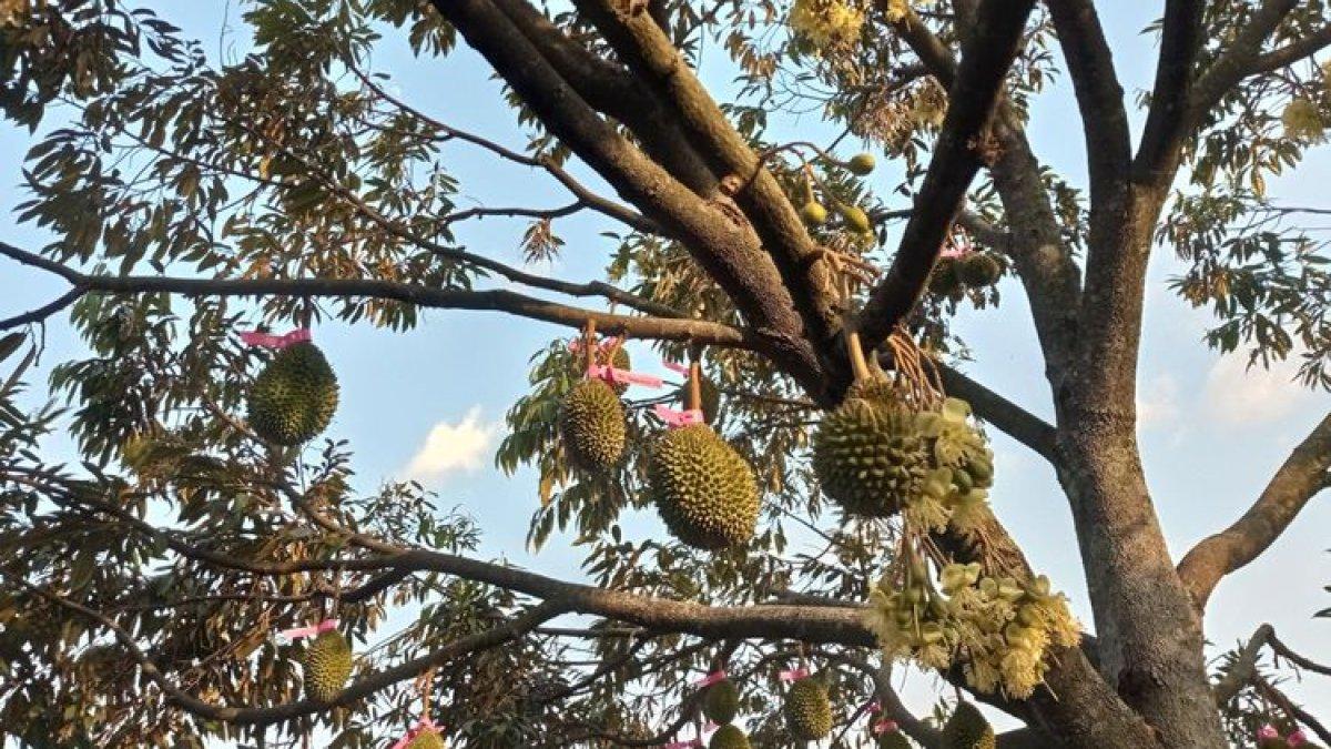 KULINER DURIAN KLATEN - Durian musang king di Tana Durian Klaten sudah dipesan pelanggan saat masih di pohon seperti ini