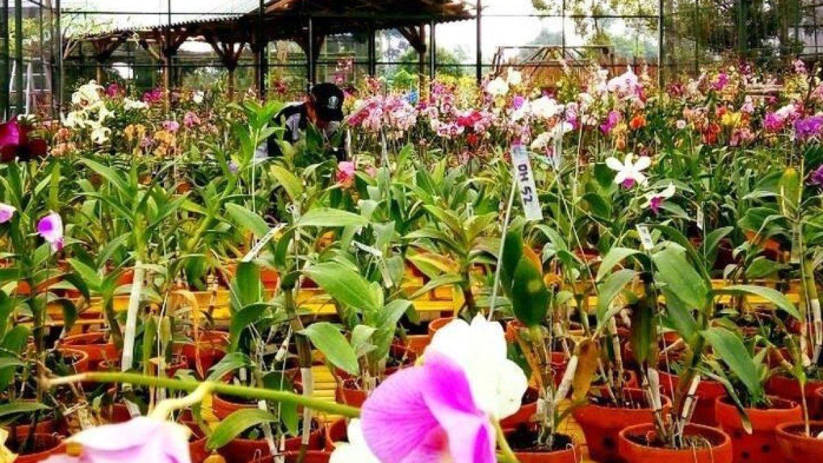 WISATA SERU - Potret Kampoeng Anggrek disadur dari Kompas.com pada Jumat (11/4/2025). Kampoeng Anggrek berada di Kediri, Jawa Timur.