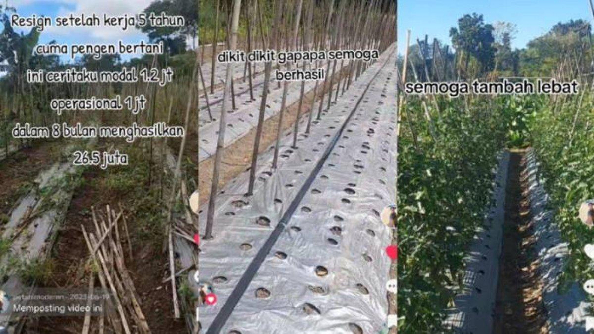 Karyawan resign jadi petani