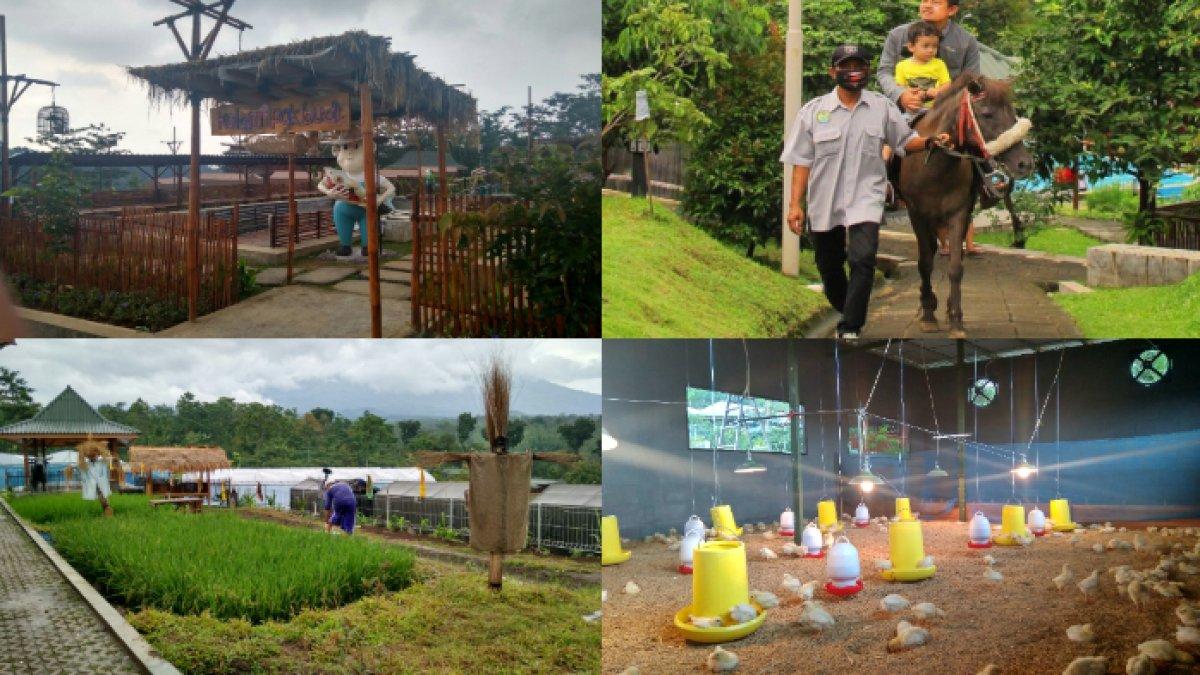 WISATA SERU - Potret Kebun Pak Budi diambil dari website pada Sabtu (10/5/2025). Kebun Pak Budi terletak di Dusun Canggi, Desa Sekarmojo, Kecamatan Purwosari, Kabupaten Pasuruan.