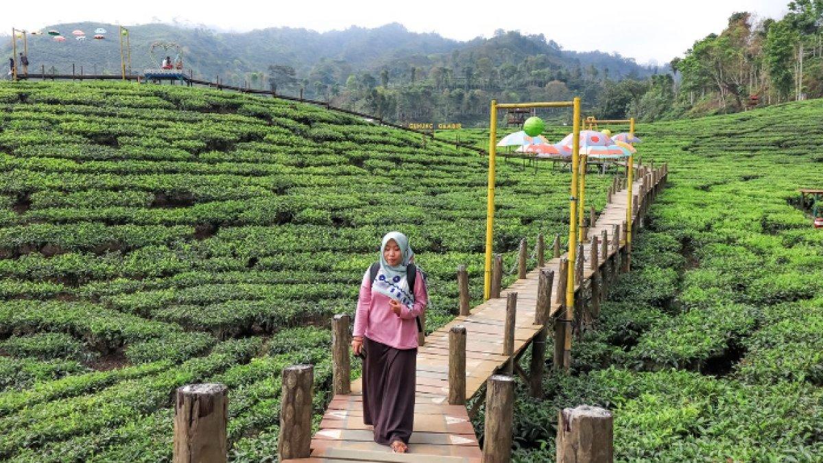 WISATA ALAM - Potret Kebun Teh Gunung Gambir disadur dari Kompas.com pada Sabtu (26/4/2025). Kebun Teh Gunung Gambir berada di Jember, Jawa Timur.