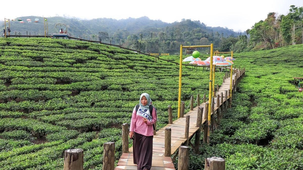 WISATA JEMBER: Kebun Teh Gunung Gambir di Jember