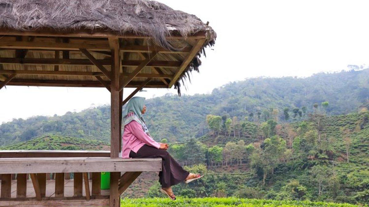 WISATA JEMBER: Kebun Teh Gunung Gambir di Jember