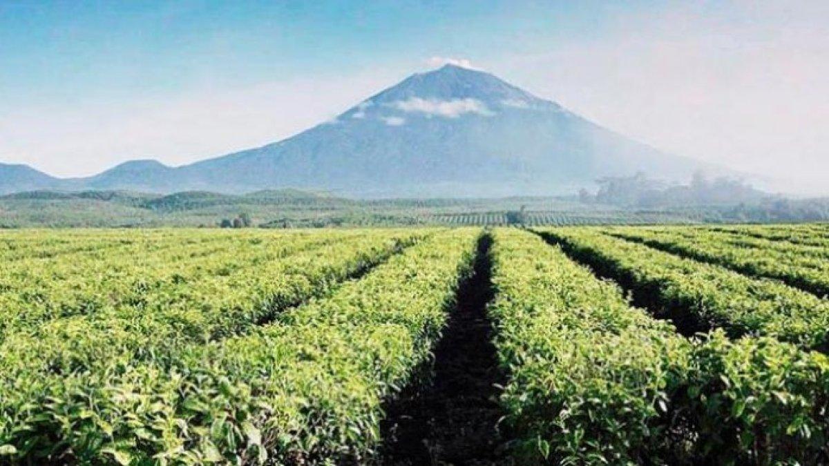 WISATA SEJUK - Potret perkebunan teh Kayu Aro disadur dari TribunTravel.com pada Selasa (29/4/2025). Kebun Teh Kayu Aro berada di Jambi.