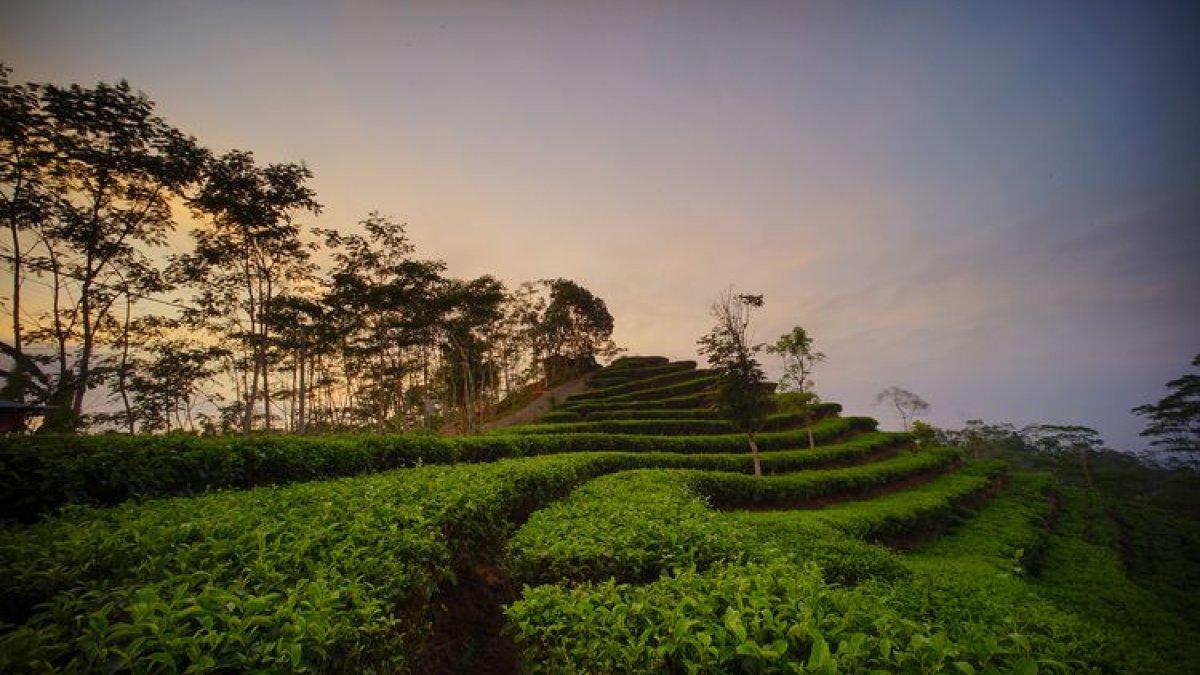 WISATA YOGYAKARTA: Kebun Teh Nglinggo