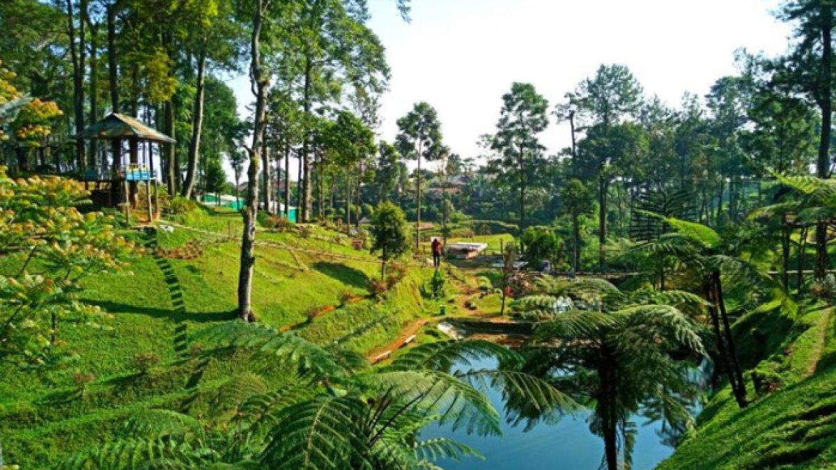 WISATA ALAM - Potret aliran sungai di kawasan perkebunan teh Pagilaran disadur dari Kompas.com pada Senin (10/3/2025). Kebun Teh Pagilaran terletak di Kabupaten Batang, Jawa Barat.