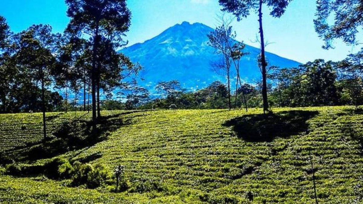 WISATA WONOSOBO: Kebun Teh Tambi, Wonosobo, Jawa Tengah
