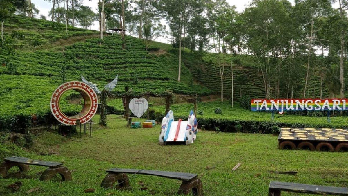 WISATA ALAM - Ilustrasi Kebun Teh Tanjungsari, Wonosobo disadur dari Kompas.com pada Senin (10/3/2025). Kebun Teh Tanjungsari berada di Semunggang, Sedayu, Kecamatan Sapuran
