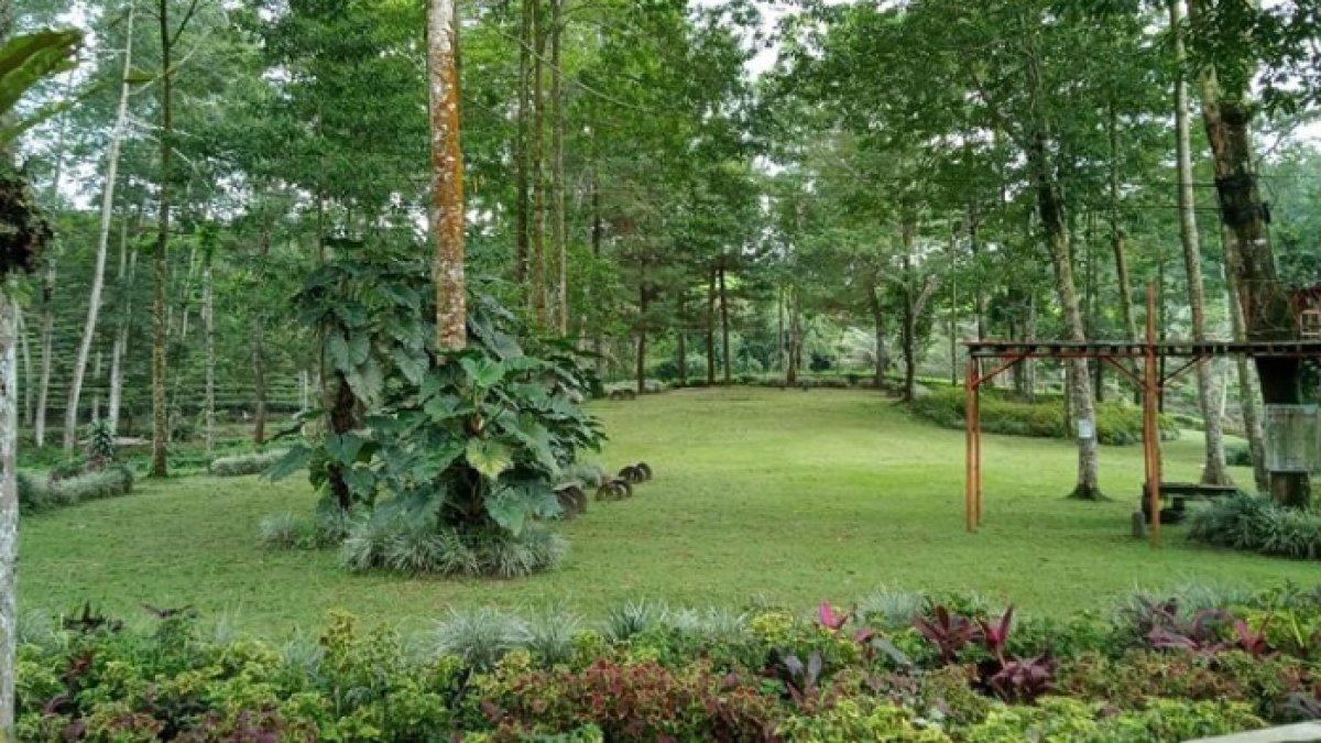 WISATA ALAM - Ilustrasi kawasan Kebun Teh Tanjungsari disadur dari Kompas.com pada Senin (10/3/2025). Kebun Teh Tanjungsari berjarak 15,4 kilometer atau sekira 37 menit dari Alun-alun Wonosobo.