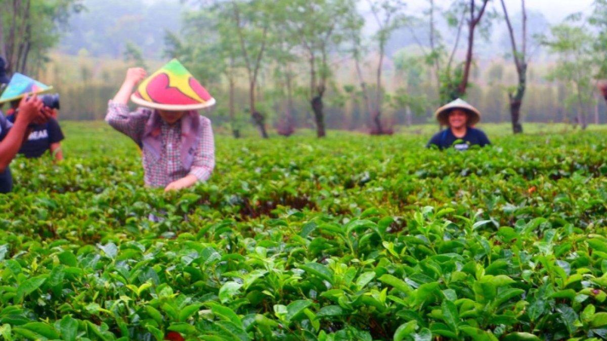 WISATA ALAM - Potret Kebun Teh Wonosari disadur dari Kompas.com dari Rabu (26/3/2025). Kebun Teh Wonosari berada di daerah Lawang, Kabupaten Malang.
