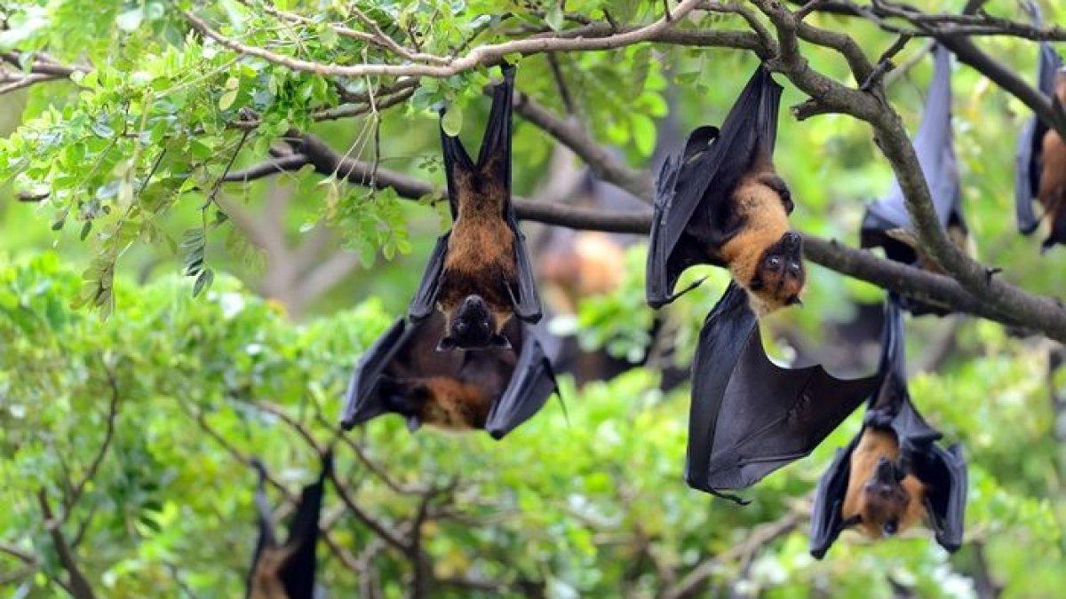 Kelelawar bisa menangkap mangsanya di malam hari tanpa cahaya.