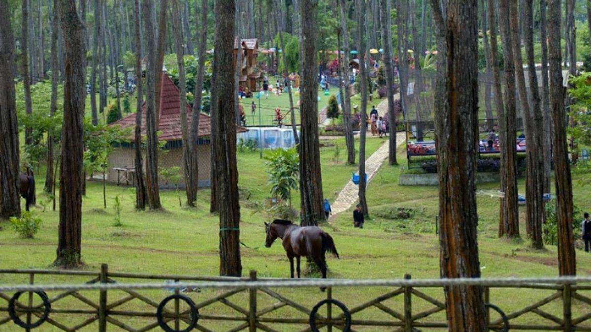 WISATA ALAM - Potret Kemit Forest Education diambil dari Instagram pada Senin (10/3/2025). Kemit Forest Education terletak Jalan Srikaya Karanggedang, Karanggedang, Kecamatan Sidareja, Kabupaten Cilacap, Jawa Tengah.