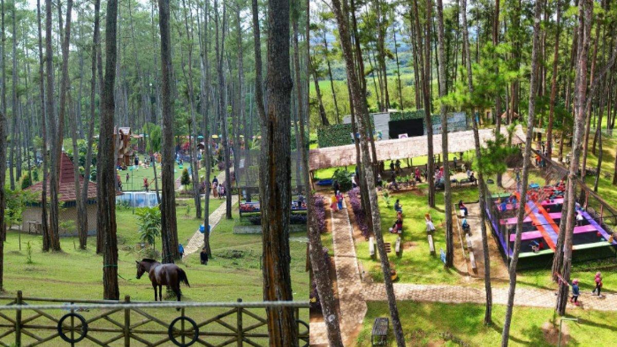 WISATA ALAM - Potret Kemit Forest Education diambil dari Instagram pada Senin (10/3/2025). Kemit Forest Education terletak di Kecamatan Sidareja, Kabupaten Cilacap, Jawa Tengah.