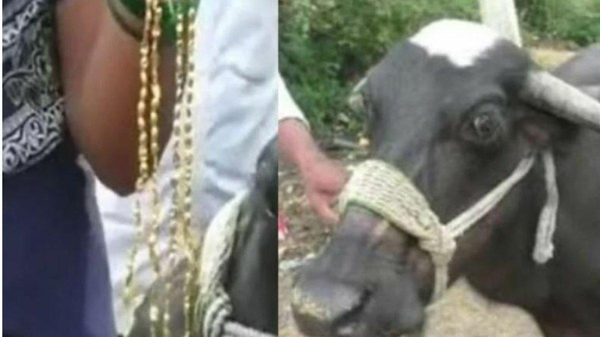 Kerbau makan kalung emas.