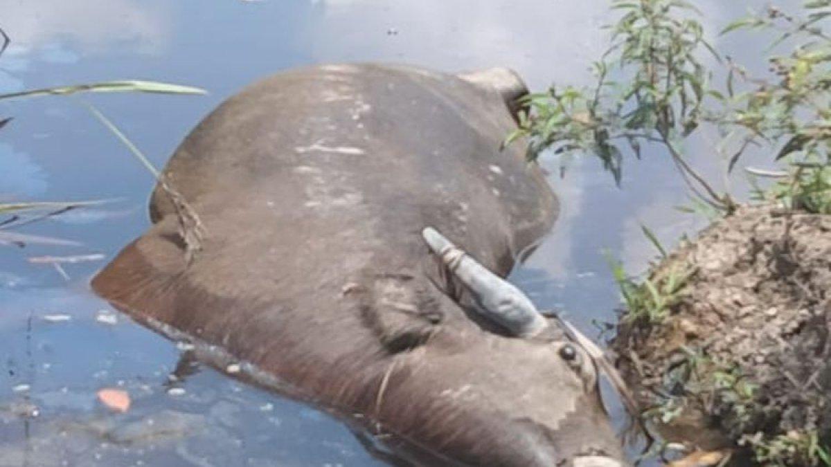 Salah satu kerbau yang berada di Kabupaten Ogan Komering Ilir (OKI), Sumatera Selatan mati mendadak setelah terkena septicaemia epizootica (SE) atau penyakit ngorok.