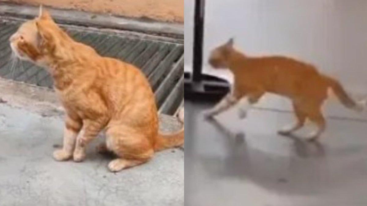 Kisah kucing oren jalan tertatih-tatih