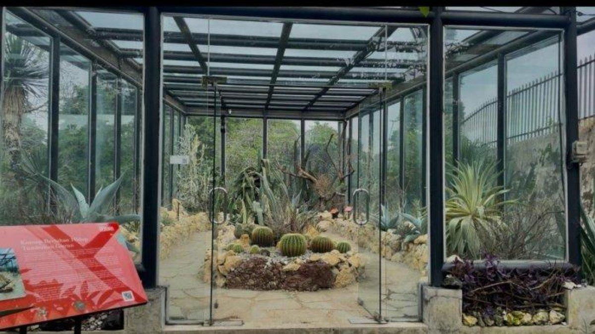 TEMPAT WISATA BOGOR - Koleksi kaktus dan sukulen dari berbagai daerah kering di dunia. Tersimpan dalam rumah kaca di Taman Meksiko, Kebun Raya Bogor, yang dirancang untuk menciptakan kondisi ideal bagi tanaman gurun agar tetap tumbuh subur di iklim tropis.