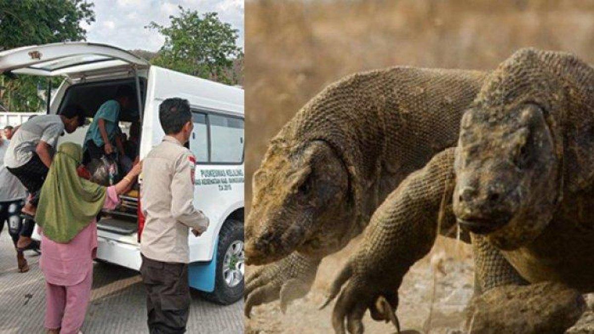 Komodo ini lagi ngejar kambing, Ibu-ibu lagi jemur ikan di Pulau Rinca malah jadi sasaran: darah bercucuran