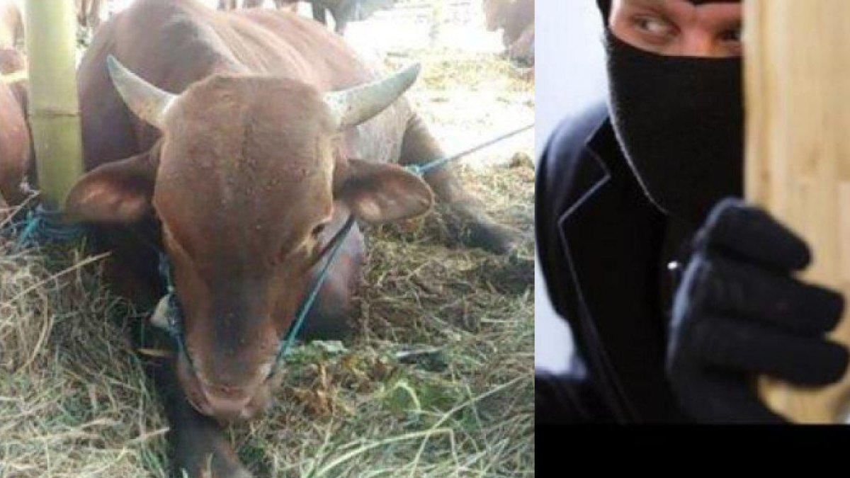 Komplotan maling di Bogor curi 13 sapi milik warga