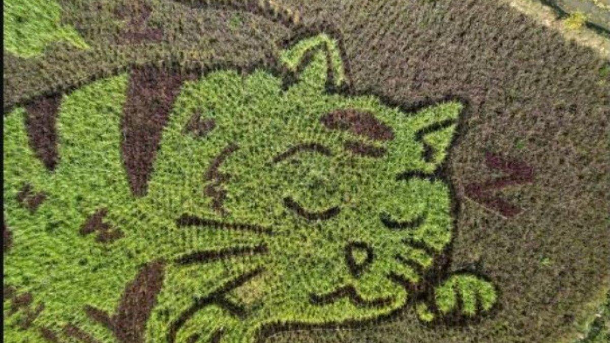 Kreasinya dibuat dengan bantuan nasi berwarna unik