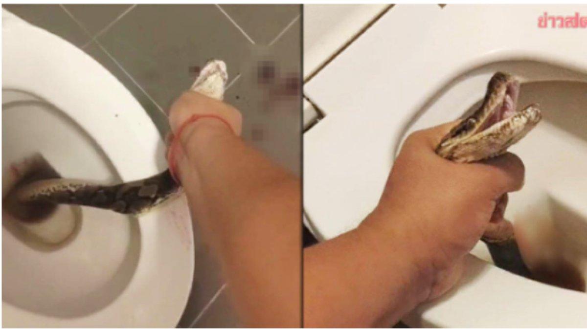 Kronologi seekor ular muncul dari closet toilet dan menggigit alat kemaluan pria di Thailand yang sedang Buang Air Besar.