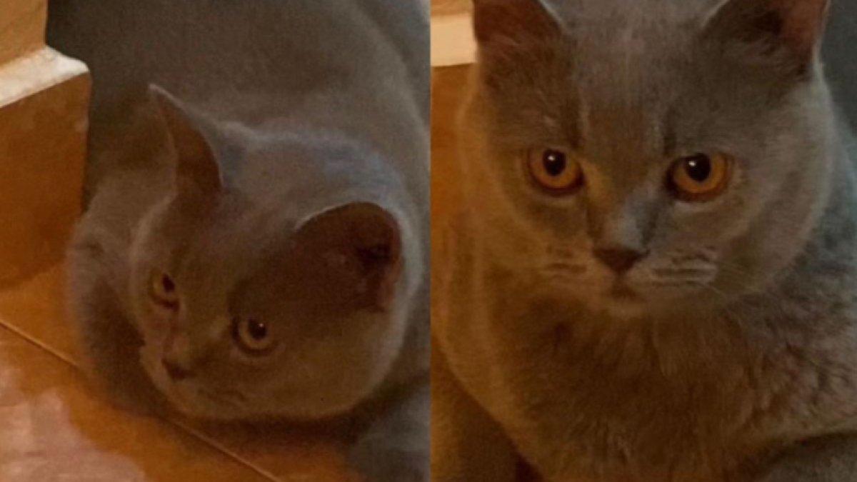 Kucing Bob mendapatkan gangguan mistis, kerasukan menggeliat bak ular