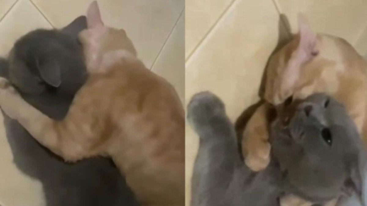 Kucing Bob mendapatkan gangguan mistis, kerasukan menggeliat bak ular