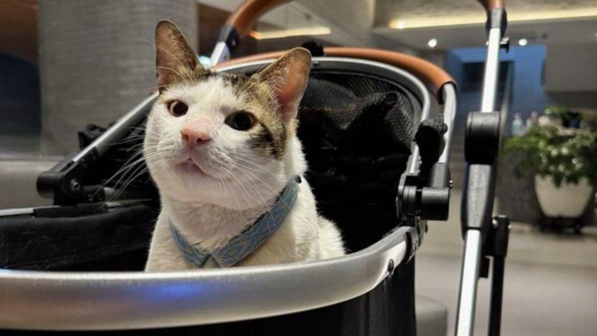 Kucing Bobby Kertanegara ramai jadi obrolan netizen.