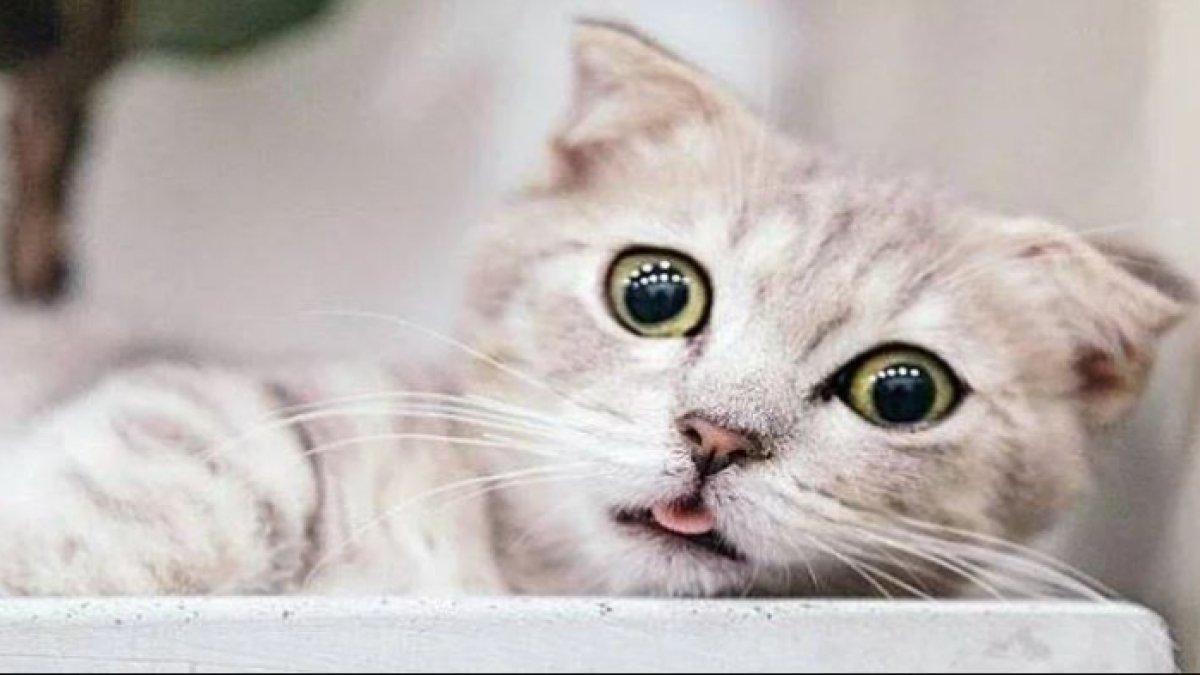 Kucing yang menyebabkan bulu menempel di mana-mana.