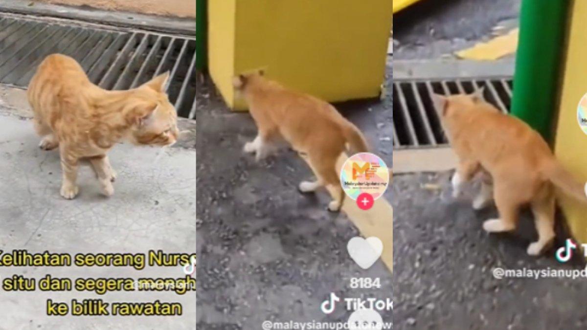 Kucing datang ke rumah sakit minta bantuan