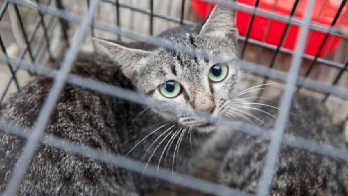 Kucing-kucing tersebut dibawa ke pusat penyelamatan hewan yang dikelola oleh Universitas Pertanian dan Kehutanan Thai Nguyen.