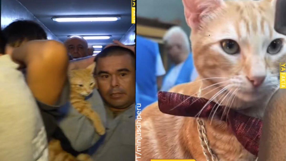 Kucing temani para narapidana