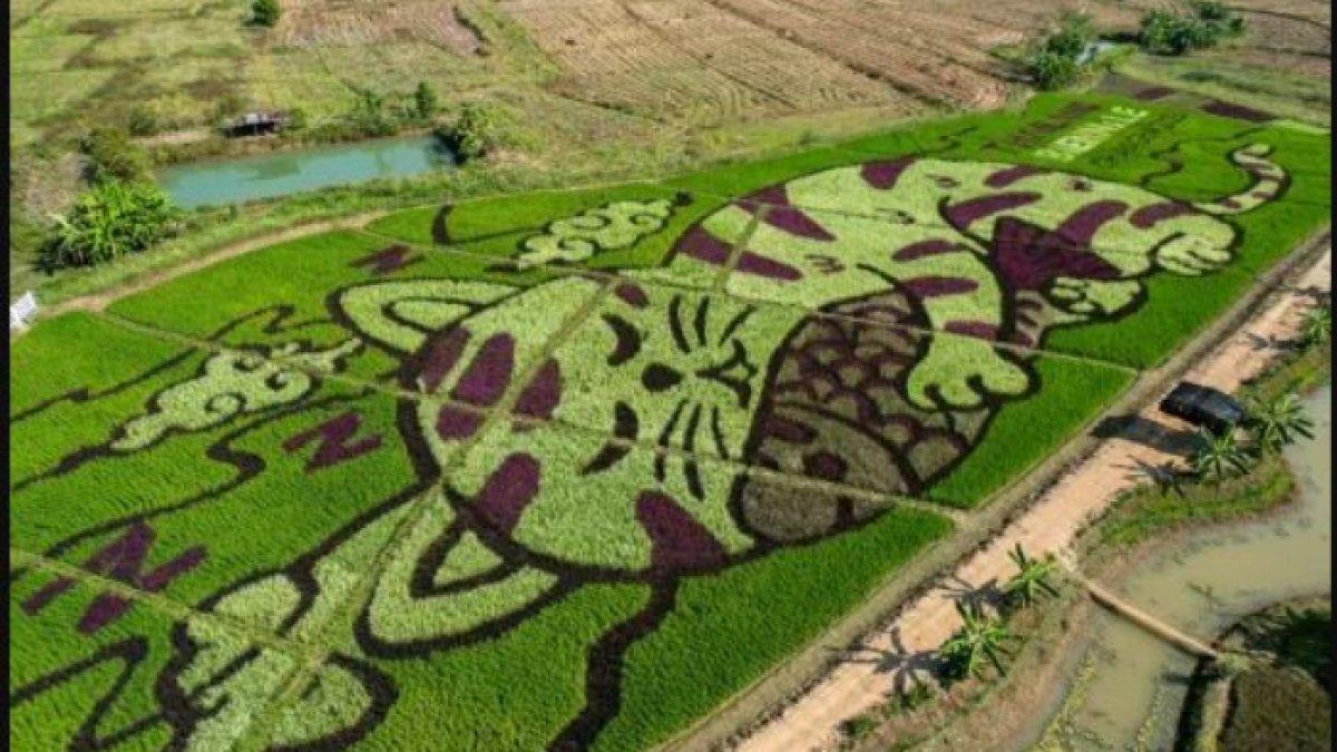 Kucing yang mengantuk telah menjadi viral secara online