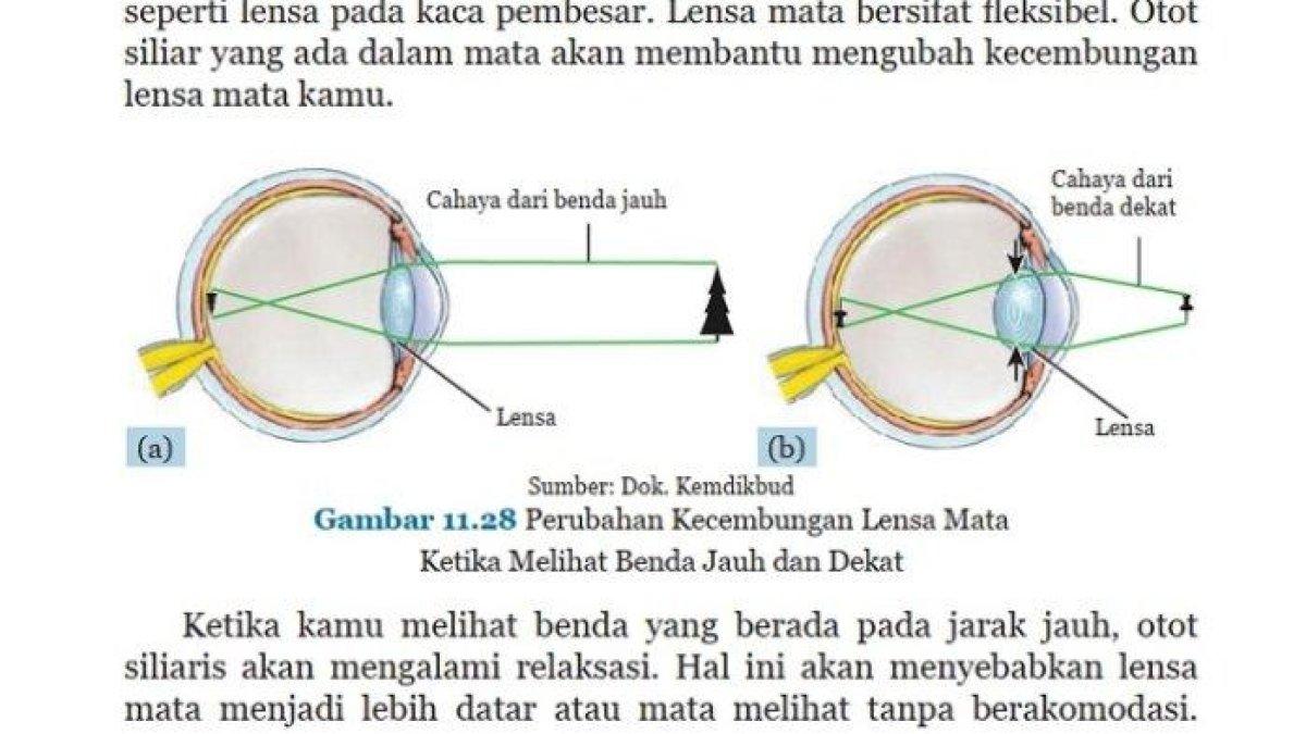 Kunci Jawaban IPA Kelas 8 Semester 2 Halaman 203, Ayo Kita Pikirkan: Pengaruh Cahaya pada Mata