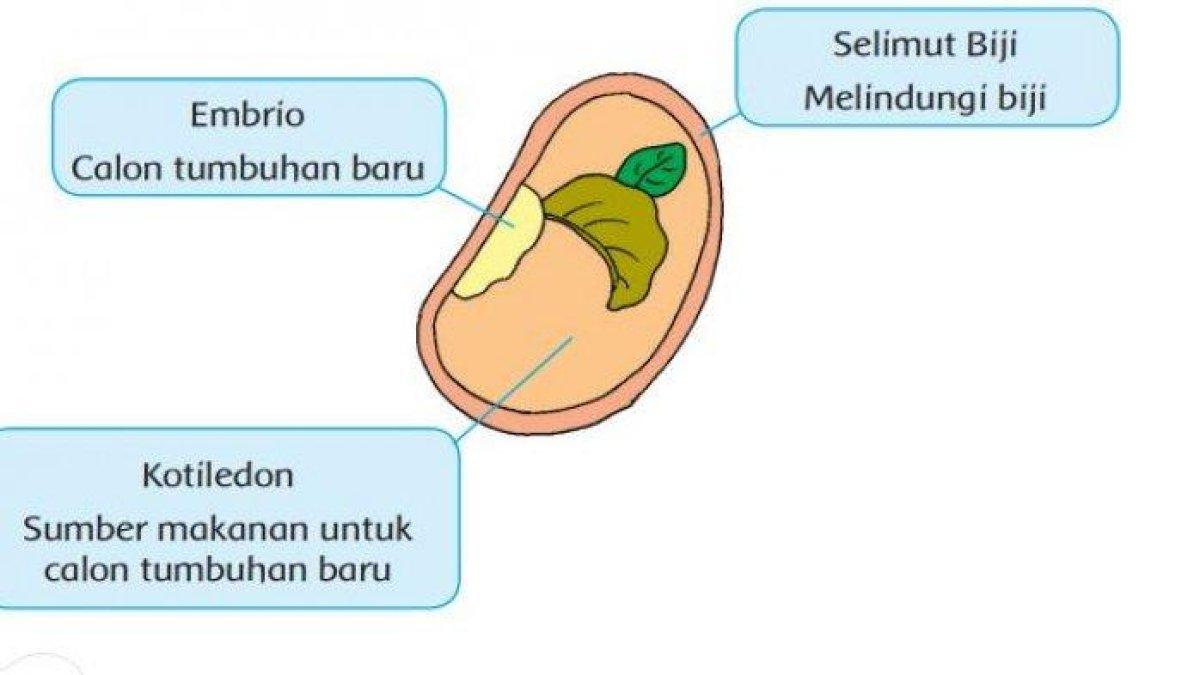 Kunci jawaban Buku Tematik Kelas 3 SD/MI Tema 1 Subtema 4 Pembelajaran 2 halaman 155, 156, 159, dan 160 tentang daur hidup semangka.