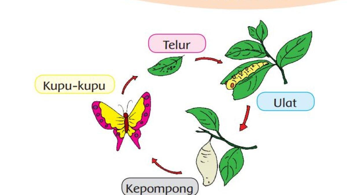 Kunci Jawaban Tema 1 Kelas 3 SD Subtema 3 Pembelajaran 4 .1