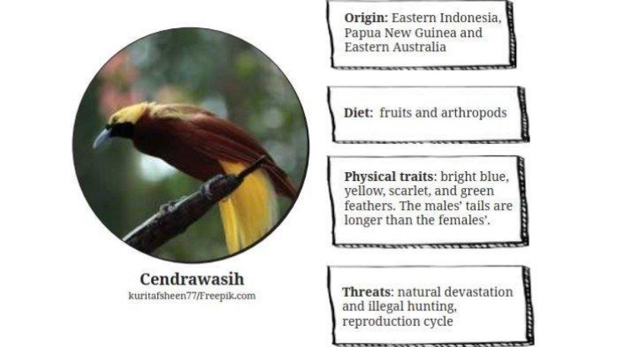 Kunci jawaban Bahasa Inggris kelas 9 halaman 64 Kurikulum Merdeka, menjawab beberapa soal tentang burung cendrawasih