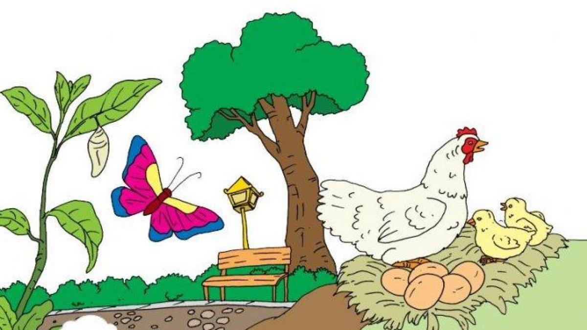 Kunci jawaban Buku Tematik Kelas 3 SD/MI Tema 1 Subtema 3 Pembelajaran 4 tentang daur hidup kupu-kupu.