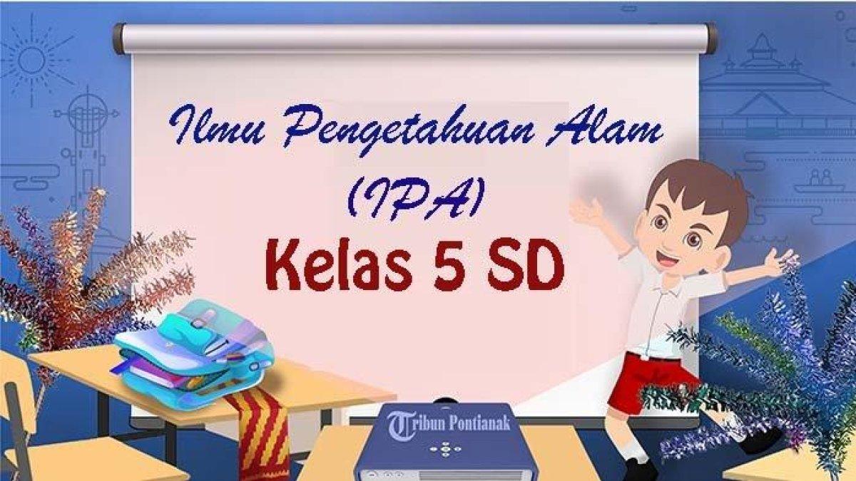 Kunci jawaban dari 50 soal Ujian Akhir Semester (UAS) IPA Kelas 5 SD Semester 2