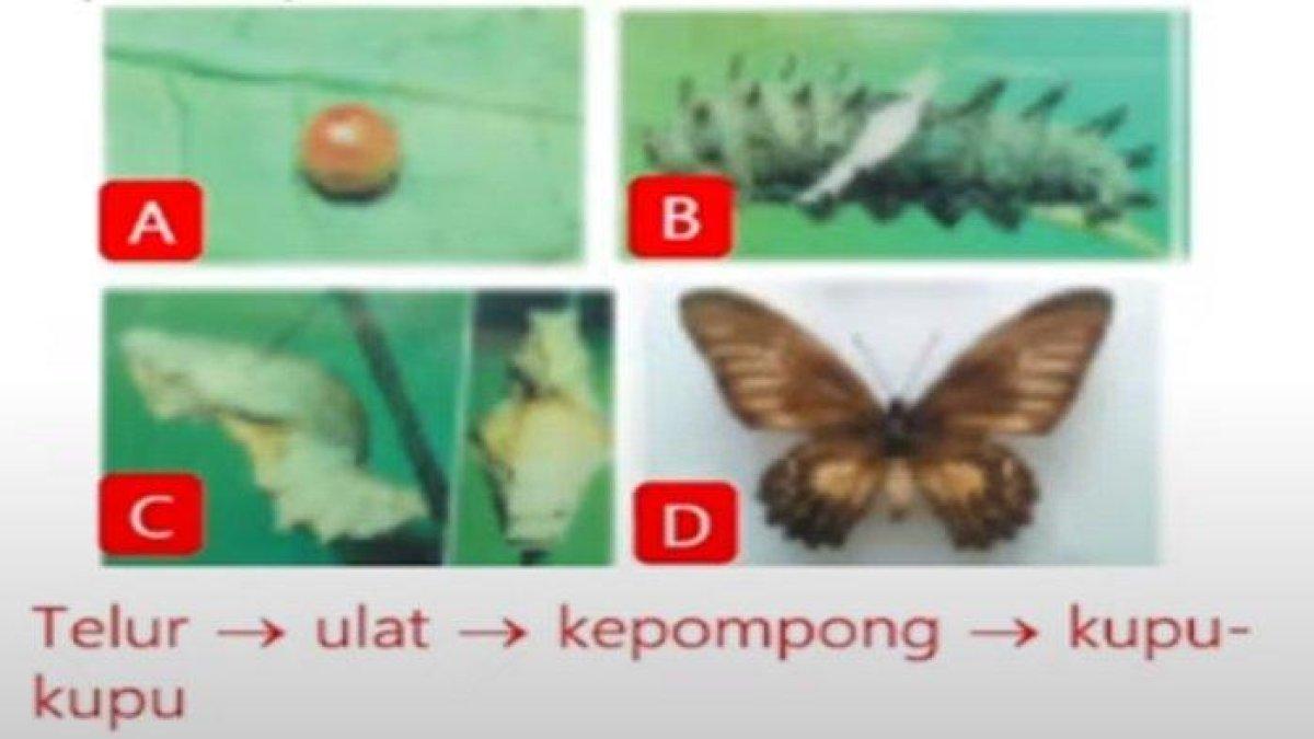 Soal & Kunci Jawaban IPA Kelas 9 SMP Halaman 103 104 Kurikulum 2013